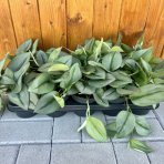Scindapsus pinnatý (Epipremnum pinnatum) ´MARBLE VARIEGATA´- výška 15-25 cm, kont. C1L